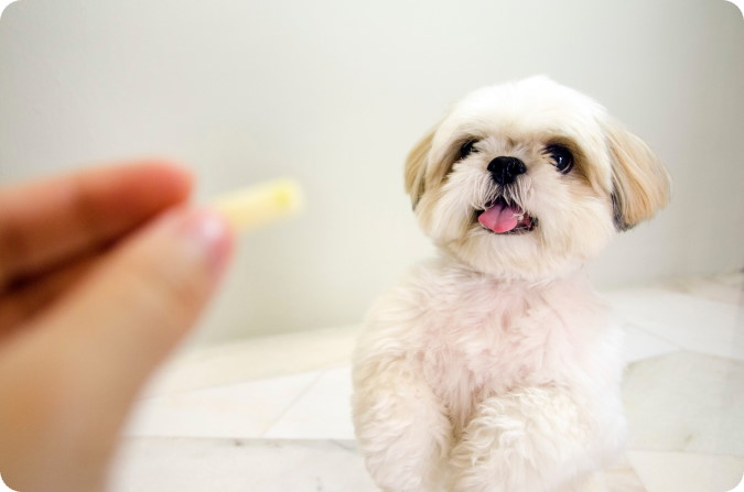 How Often to Groom a Shih Tzu Puppy at Home