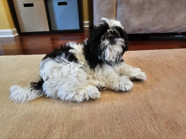 Why Does My Shih Tzu Sniff the Same Spot Repeatedly?