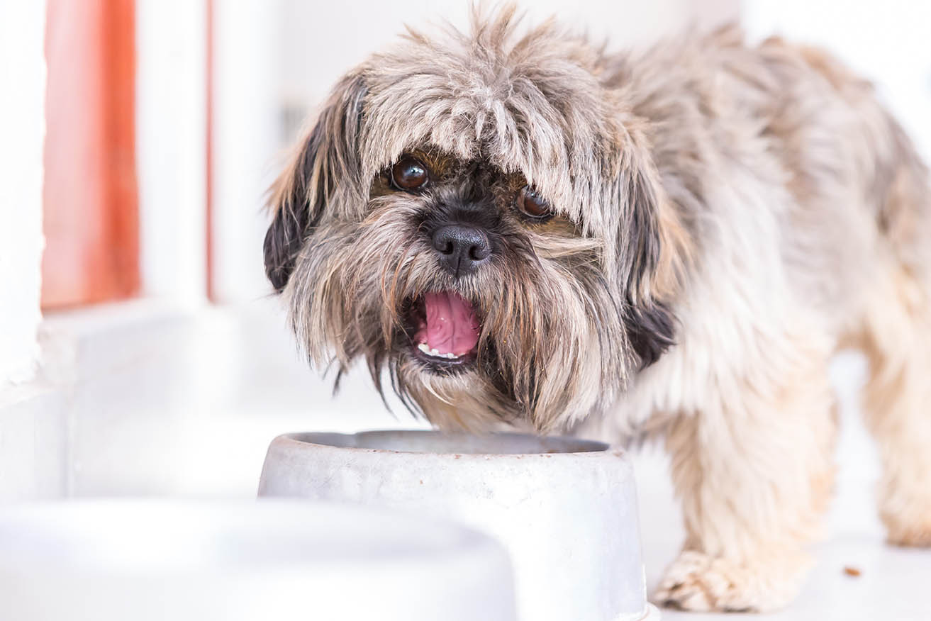 Shih Tzu Is Overfed