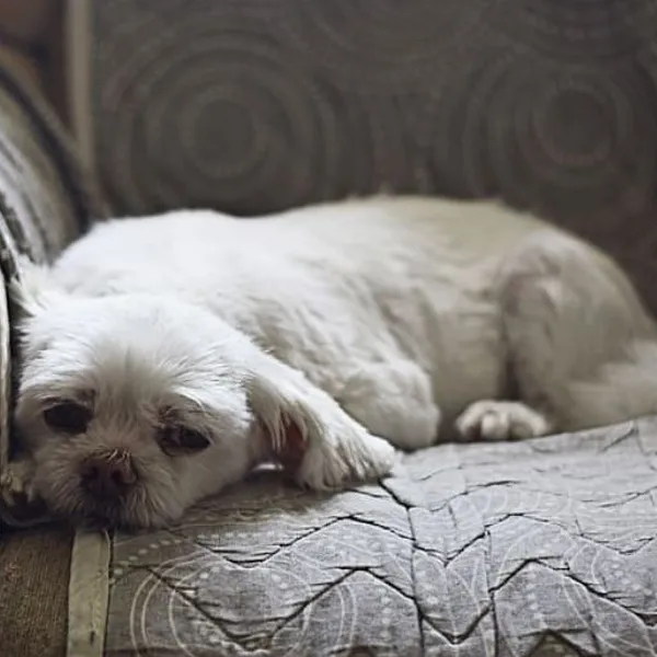 Why Is My Shih Tzu Shaking While Sleeping?