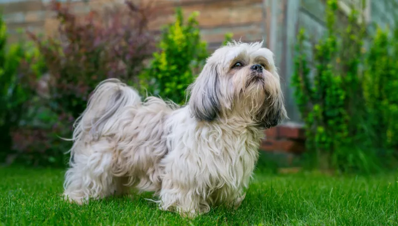 How Long Can a Shih Tzu Be Left Alone at Home?