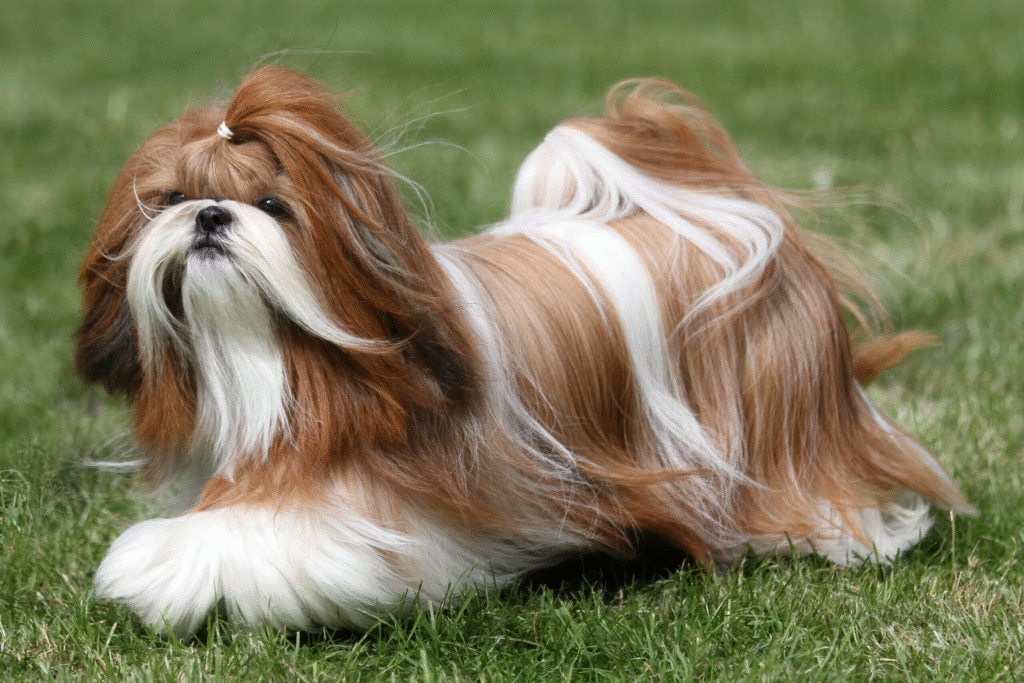 How Long Can a Shih Tzu Be Left Alone at Home?