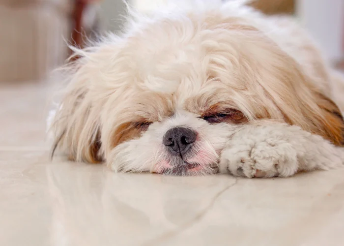 Is It Normal for Shih Tzus to Breathe Fast While Resting?