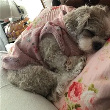 Is It Normal for Shih Tzus to Breathe Fast While Resting?