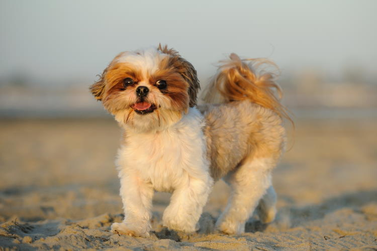 How Often to Groom a Shih Tzu Puppy at Home